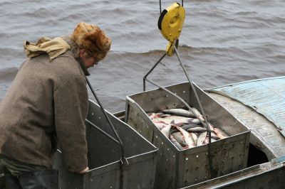 выгрузка контейнера с рыбой из лодки