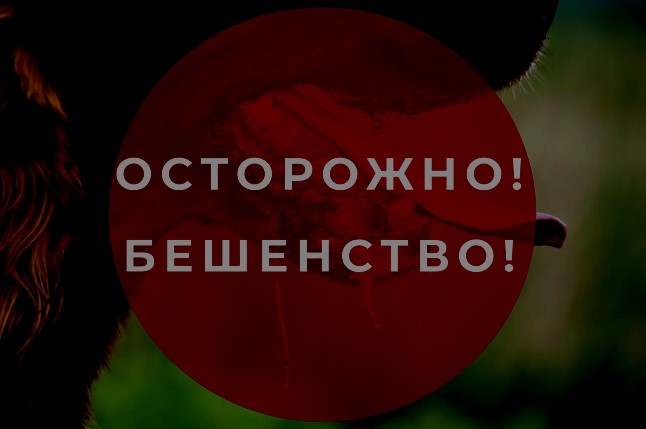 Памятка по профилактике бешенства